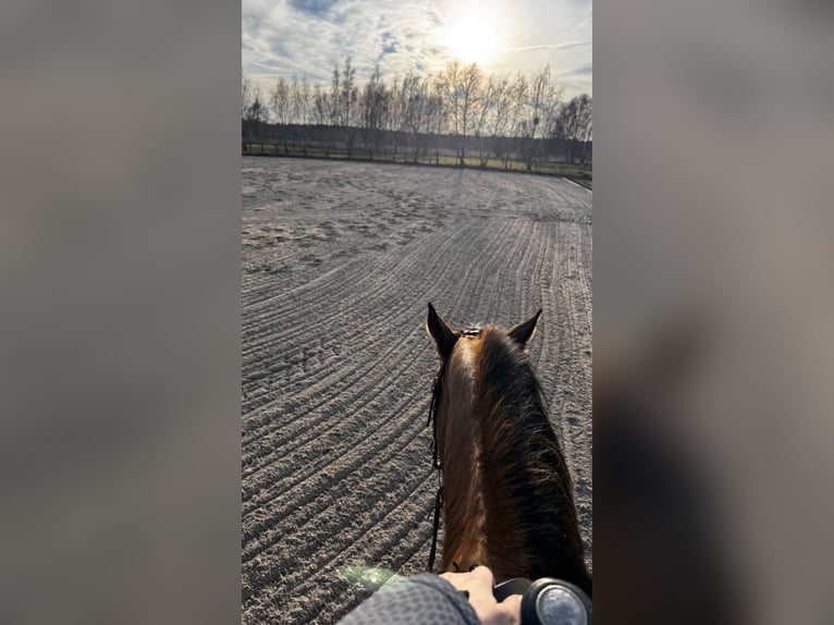 Offenstallplätze frei 