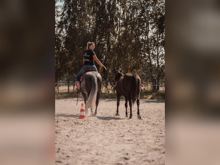 Offenstallplätze frei 