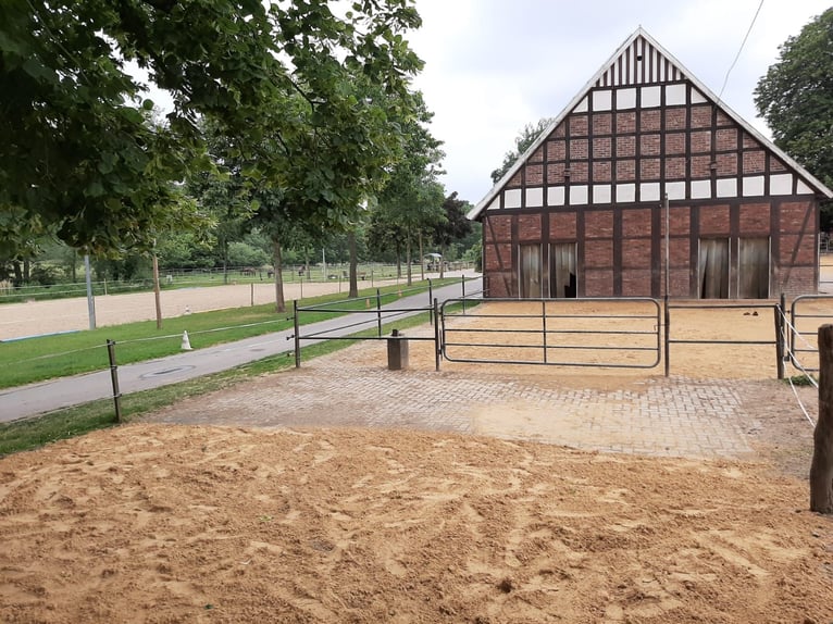 Offenstallplätze für Pferde frei, Belm bei Osnabrück