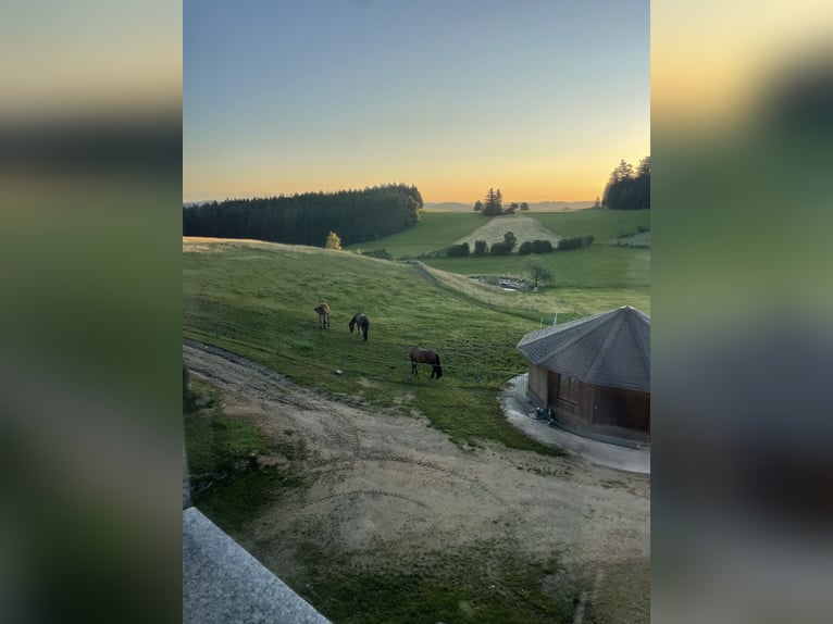 Offenstallplätze für Wallache frei 