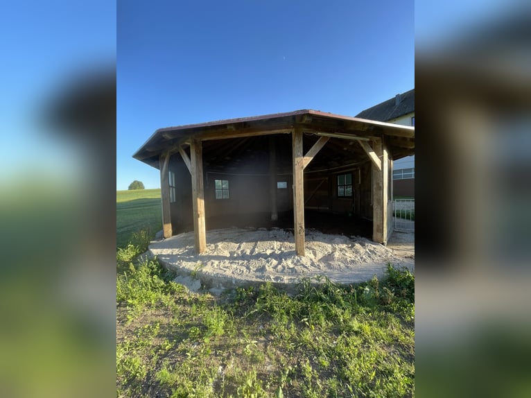 Offenstallplätze für Wallache frei 