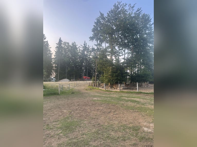 Offenstallplätze für Wallache frei 