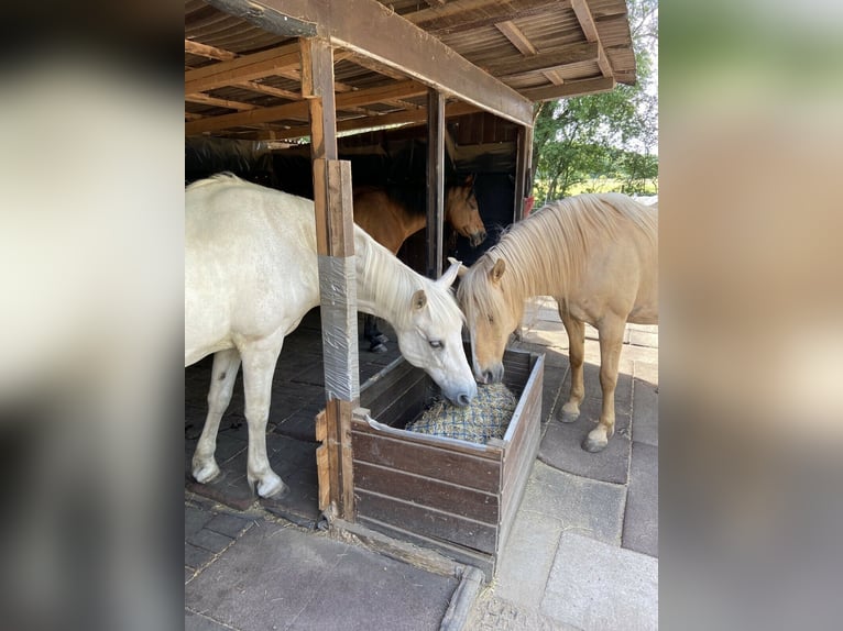 Offenstallplätze in Anderten frei, bis 1,58 m, ab Juni