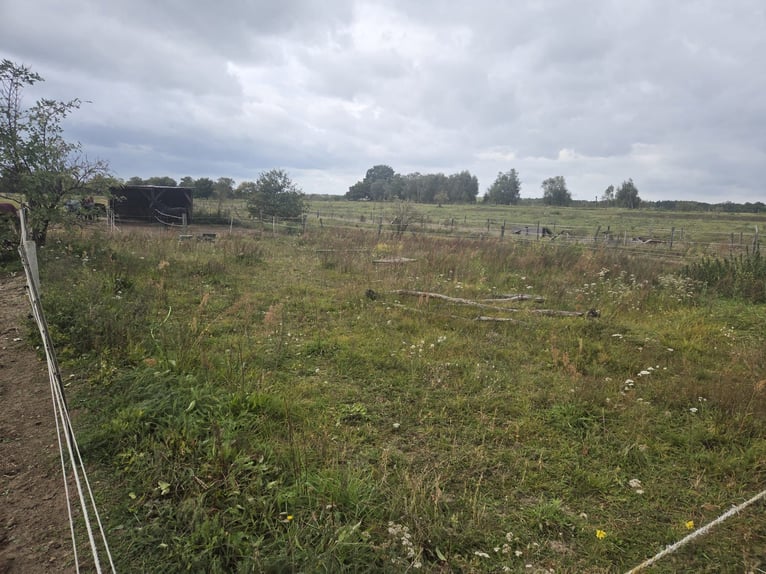 Offenstallplatz frei 