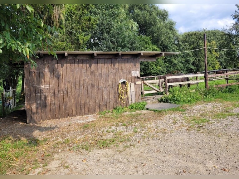 Offenstallplatz für 1 Isländer/Kleinpferd/Pony frei