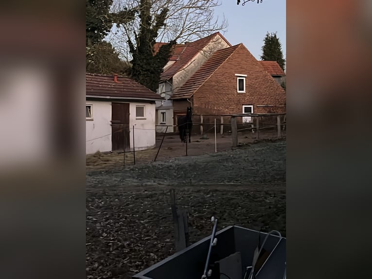 Offenstallplatz für Beistellpferd - KOSTENLOS