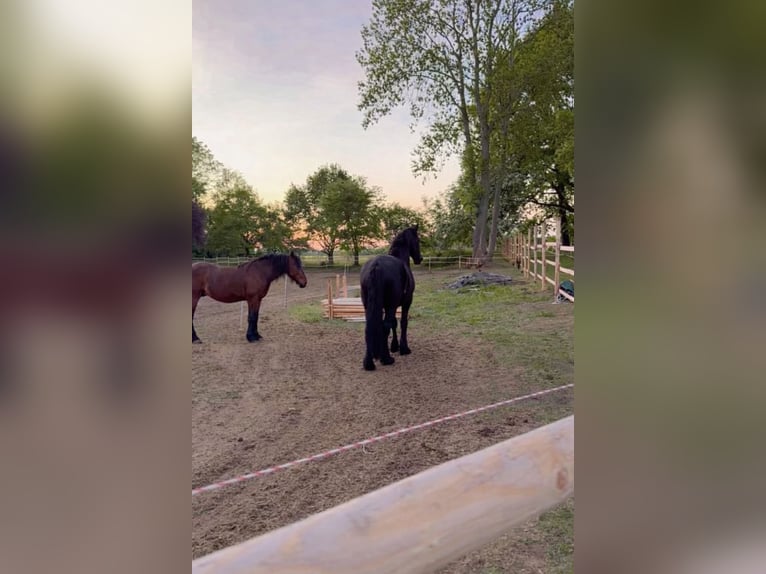 Offenstallplatz für ein Pferd frei 