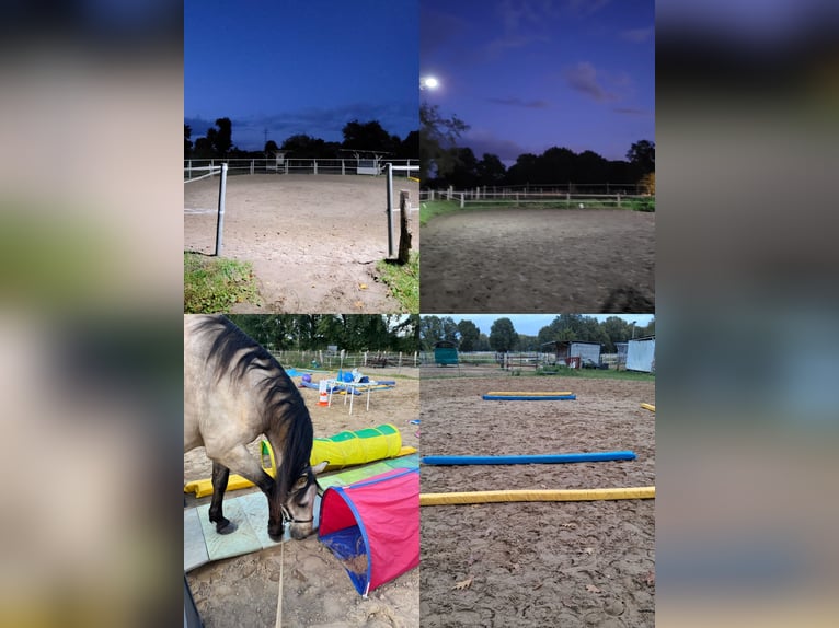 Offenstallplatz für Wallach - 25482 Appen-Etz - bedampftes Heu