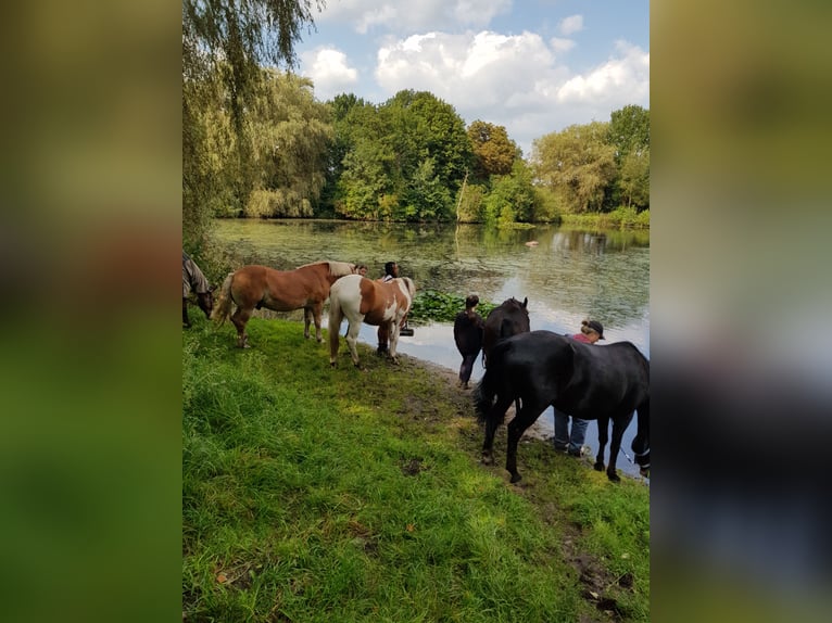 Offenstallplatz in gemischter Herde ab Mai 2025