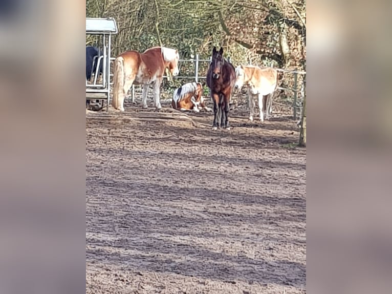 Offenstallplatz in gemischter Herde ab Mai 2025