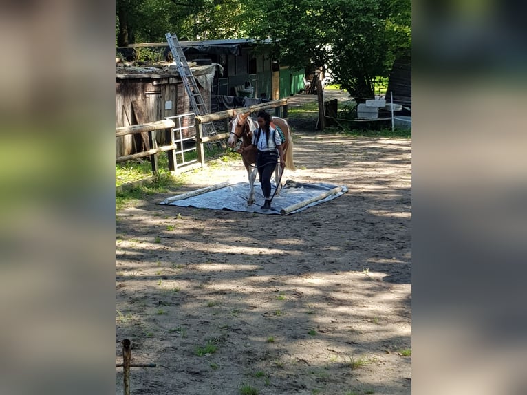 Offenstallplatz in gemischter Herde ab Mai 2025