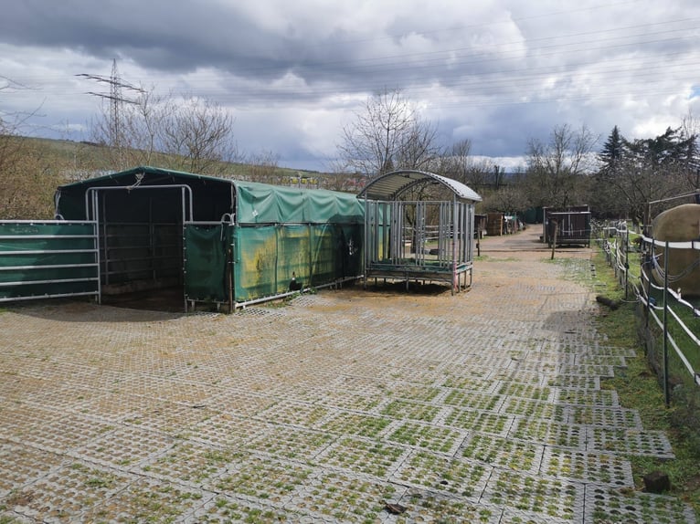 Offenstallplatz Offenstall mit Weiden Selbstversorger