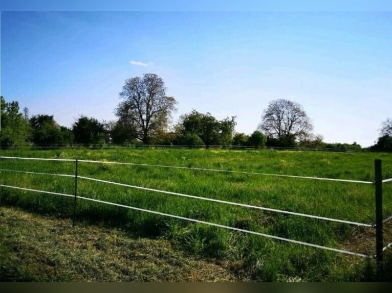 Offenstallplatz Offenstall mit Weiden Selbstversorger Wallach Offenstallplatz Offenstall mit Weiden Selbstversorger Wallach