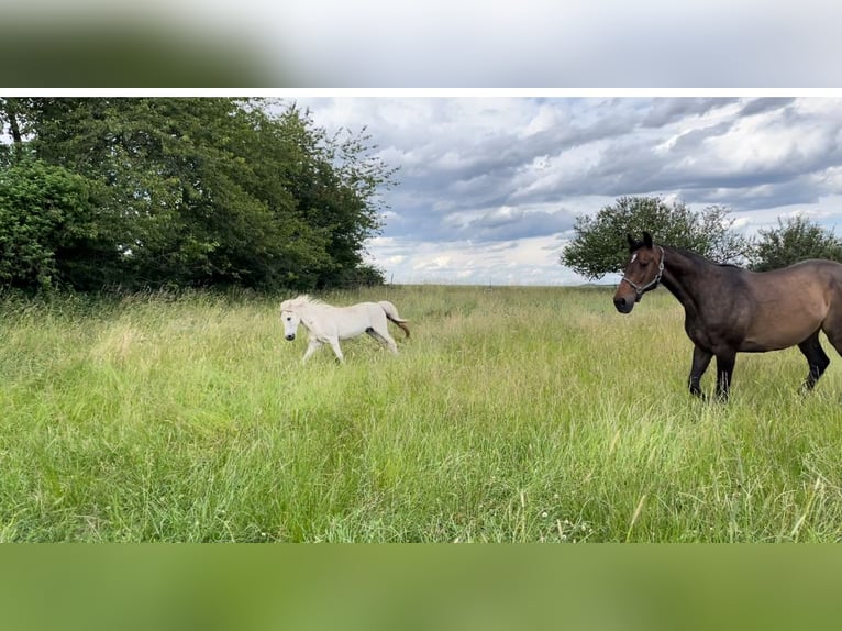 Offenstallplatz Stute