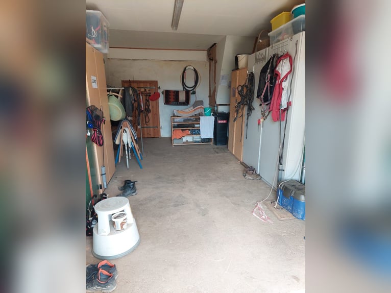 Offenstallplatz und Boxen