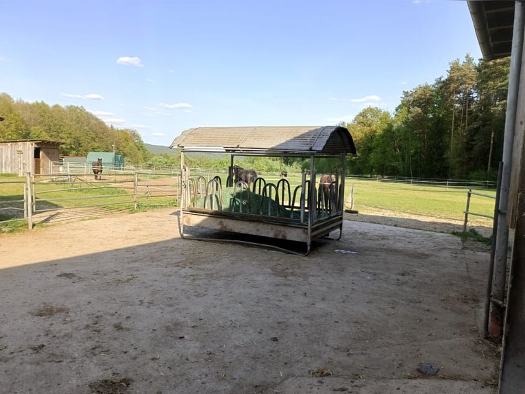 Offenstallplatz und Boxen