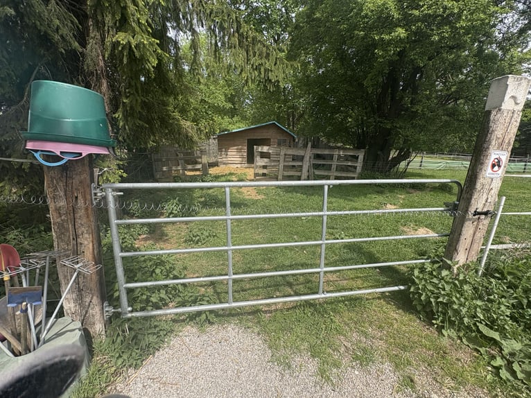 Paddock auto-suffisant pour poneys