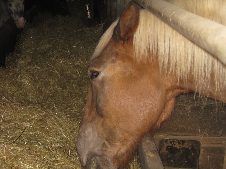 Paddock available for a well-behaved barefoot gelding