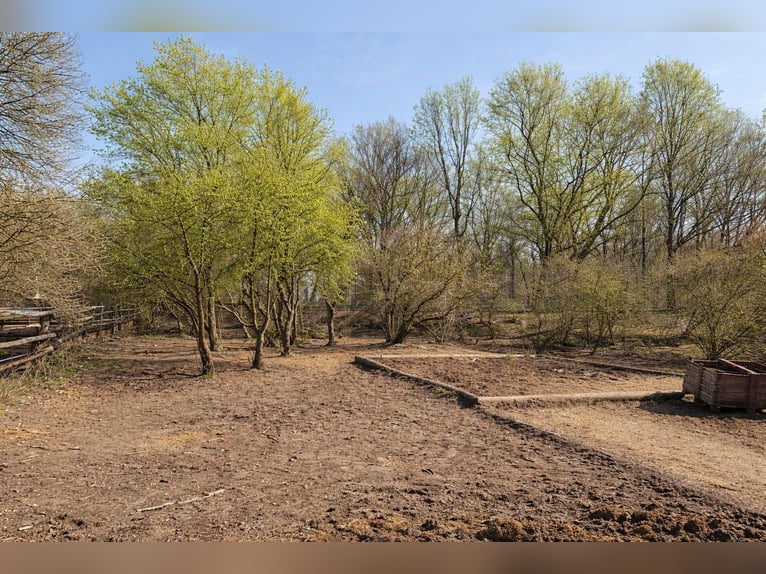 Paddock box available in Vienna 1210 near Lobau