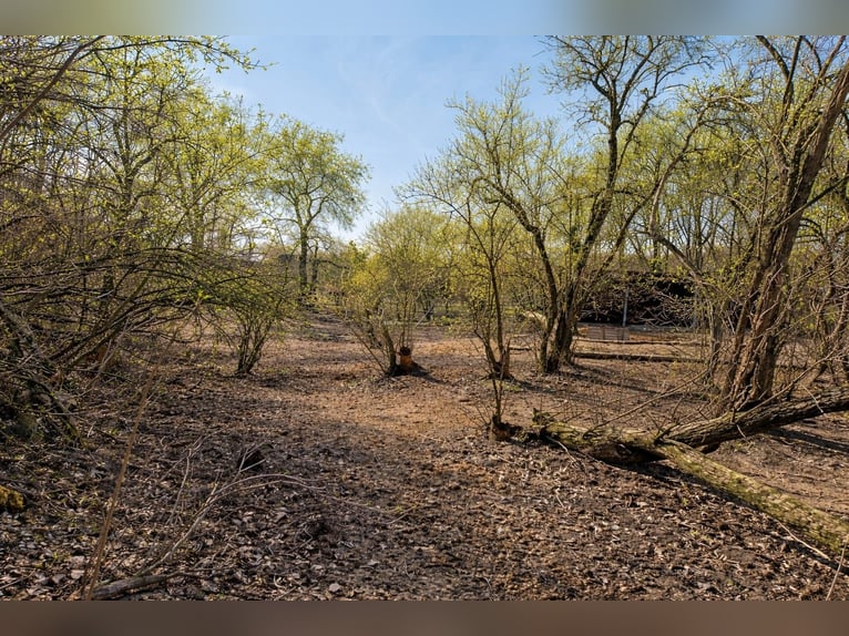 Paddock box available in Vienna 1210 near Lobau