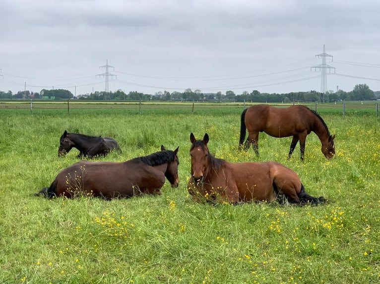Paddock for geldings, 2 out of 5 available