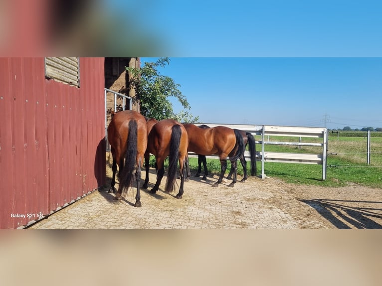 Paddock for geldings, 2 out of 5 available