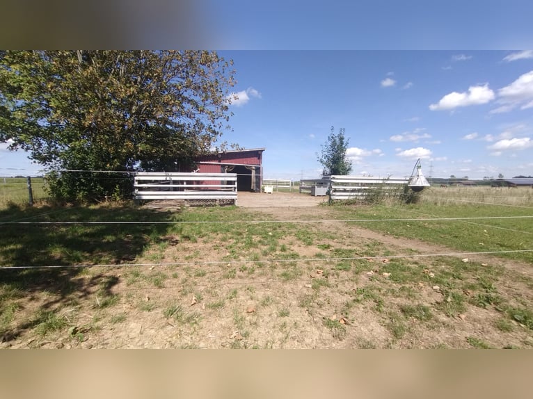 Paddock for geldings, 2 out of 5 available
