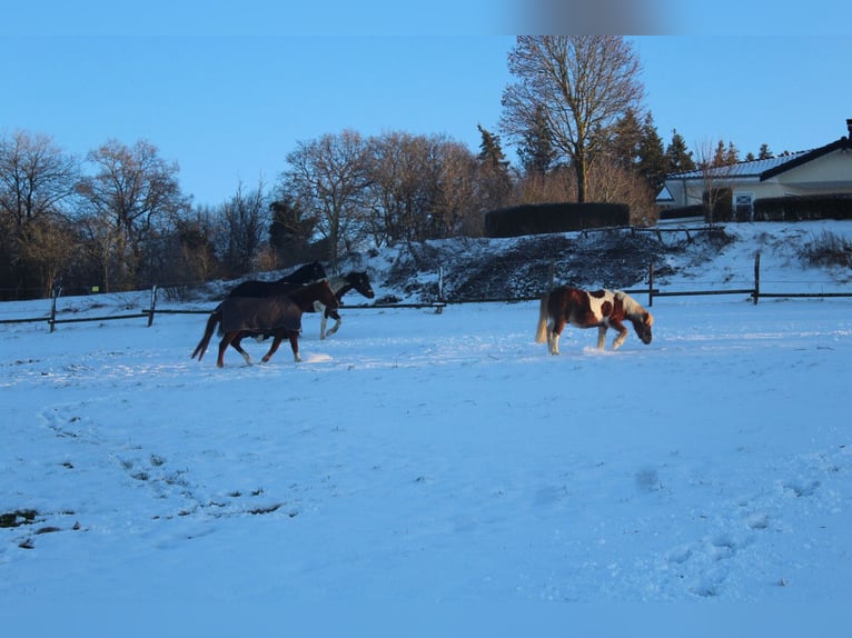 Paddock housing in a beautiful Eifel setting, suitable for leisure horses, retirees, and horses in n
