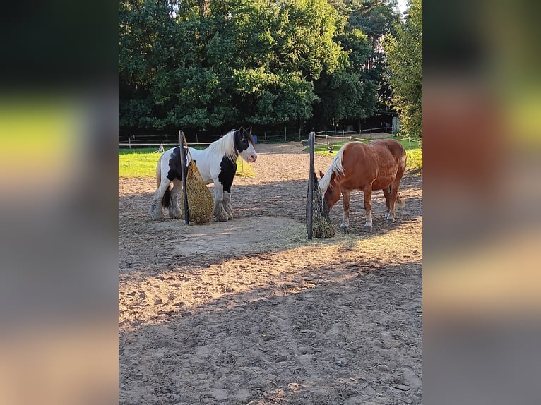 Paddock trail, place en box en plein air avec paddock