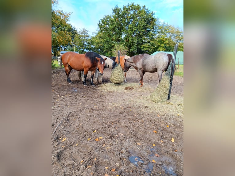 Paddock trail, place en box en plein air avec paddock