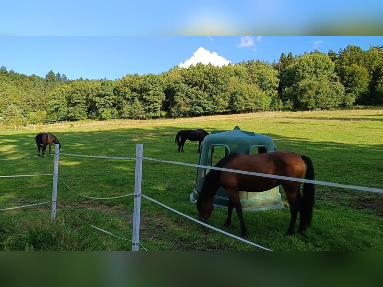 Paddock with several summer paddocks