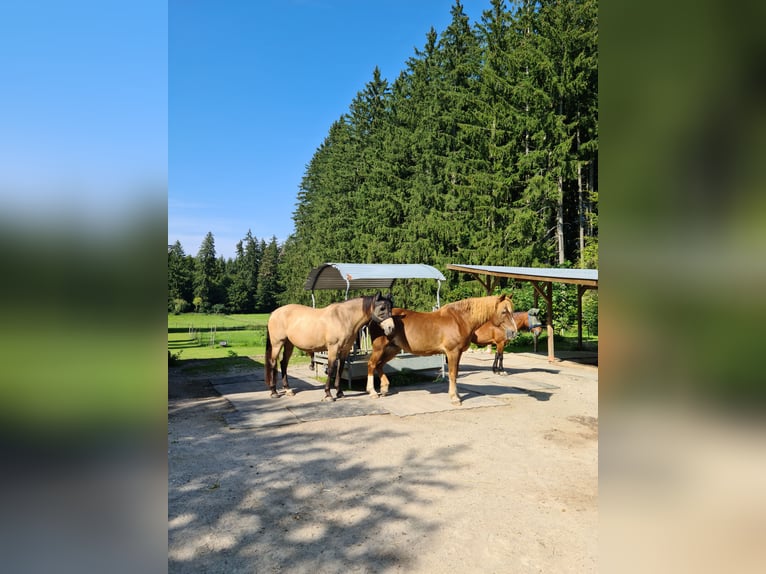 Paddock/Paddock Trail in Hadorf is seeking mares, light-fed.