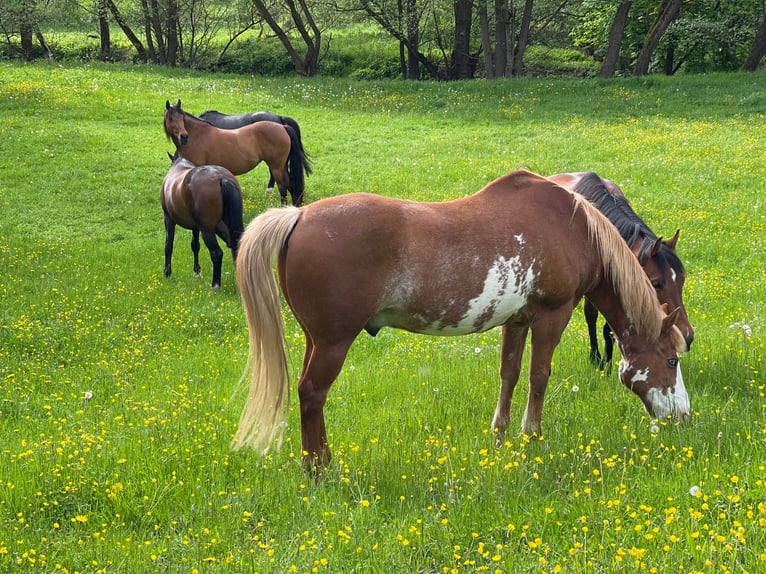 Paradis pour chevaux en paddock libre près du lac de Marbacher (Petersberg) : places disponibles !