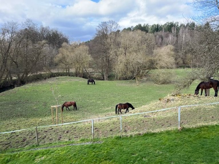 Paradis pour chevaux en paddock libre près du lac de Marbacher (Petersberg) : places disponibles !