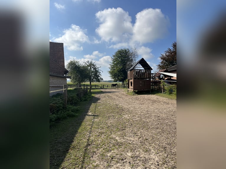 Pâture extérieure adaptée aux allergiques avec manège pour 4 chevaux à louer pour des auto-suffisant