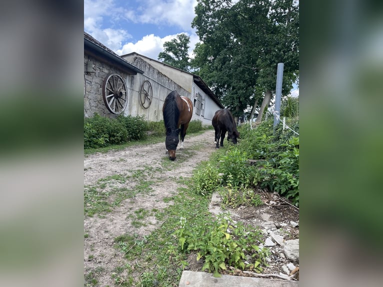 Pâture extérieure adaptée aux allergiques avec manège pour 4 chevaux à louer pour des auto-suffisant