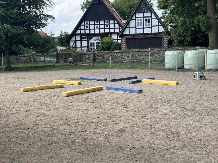 Pâture extérieure adaptée aux allergiques avec manège pour 4 chevaux à louer pour des auto-suffisant