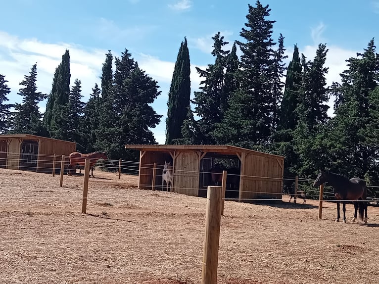 Pension  paddock
