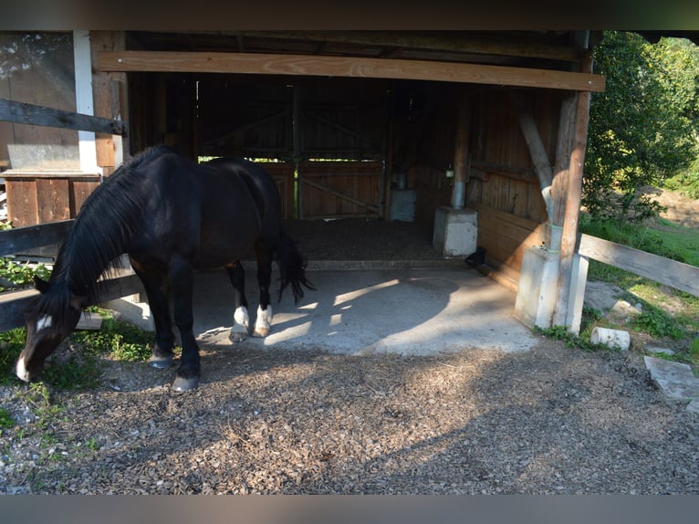 Pensionsplätze für Pferde in Horw frei ab August!