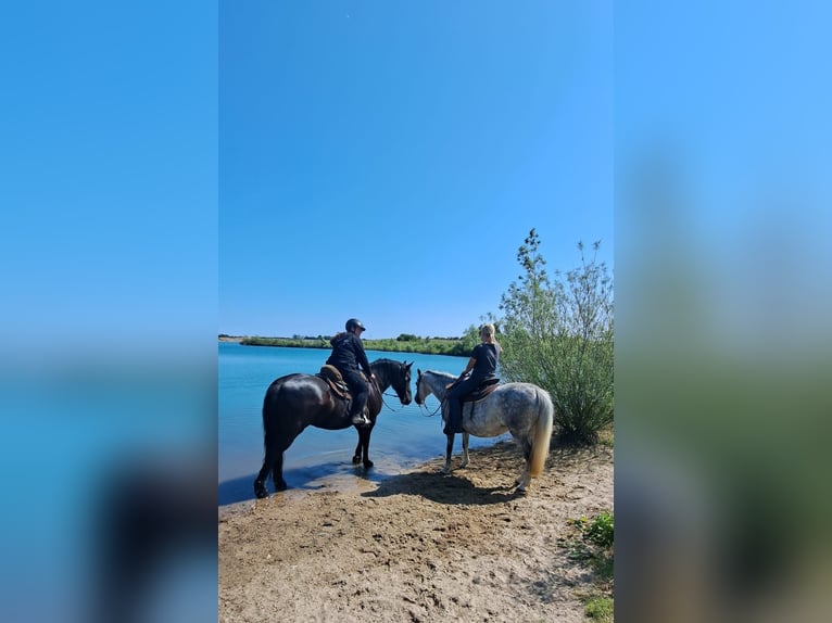 Pferdepensionsplätze in Süd-Dänemark – artgerecht & mit Herz