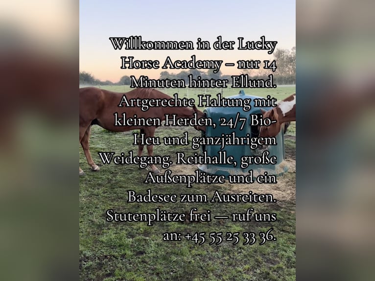 Pferdepensionsplätze in Süd-Dänemark – artgerecht & mit Herz