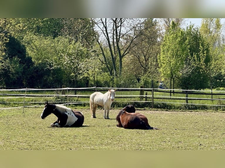 Place de box disponible, adaptée pour chevaux atteints de COPD, d'asthme ou de réhe.