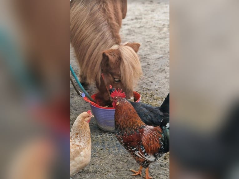 Place de box disponible en box extérieur, adapté aux chevaux réactifs ou allergiques