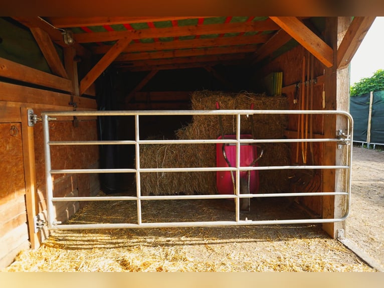 Place de box en paddock disponible