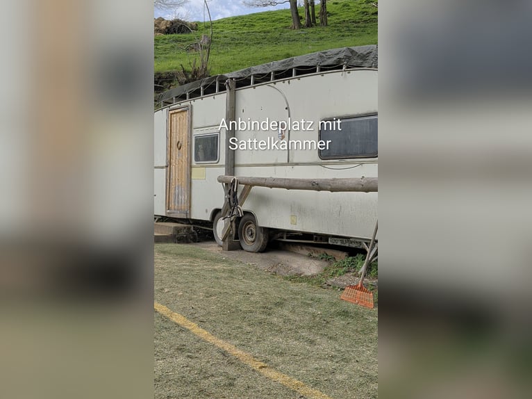 Place de box en paddock disponible pour 1 à 2 chevaux