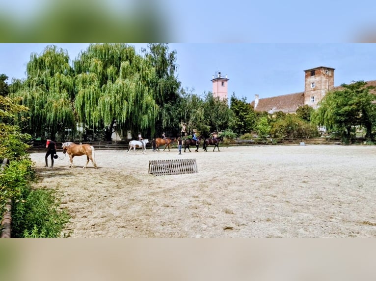 Place de pension avec manège au centre équestre Schloss Niederabsdorf (district GF)