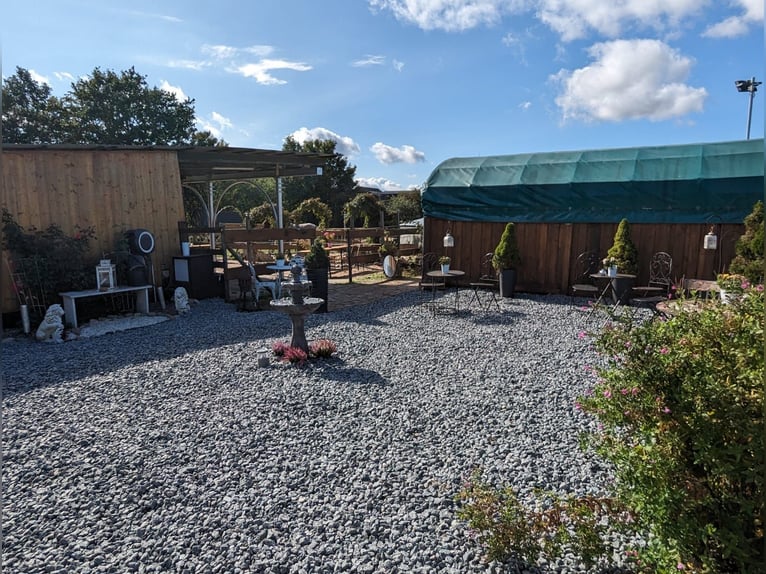 Place de pension disponible – Paddock ouvert – Cherche pensionnaire – Par cheval