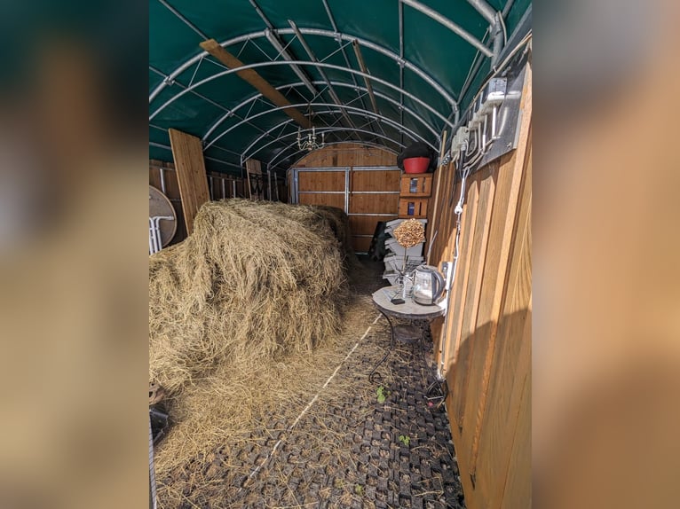 Place de pension disponible – Paddock ouvert – Cherche pensionnaire – Par cheval