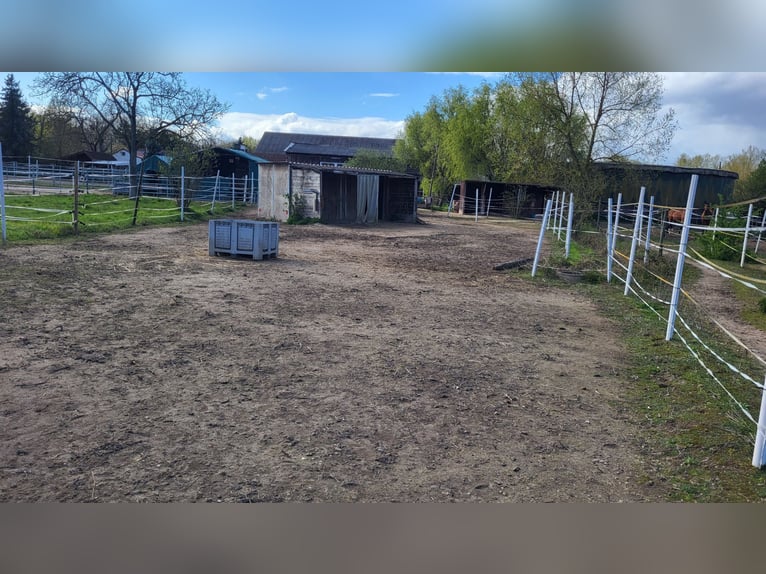 Place d’écurie disponible pour un hongre de taille poney, adapté aux personnes allergiques