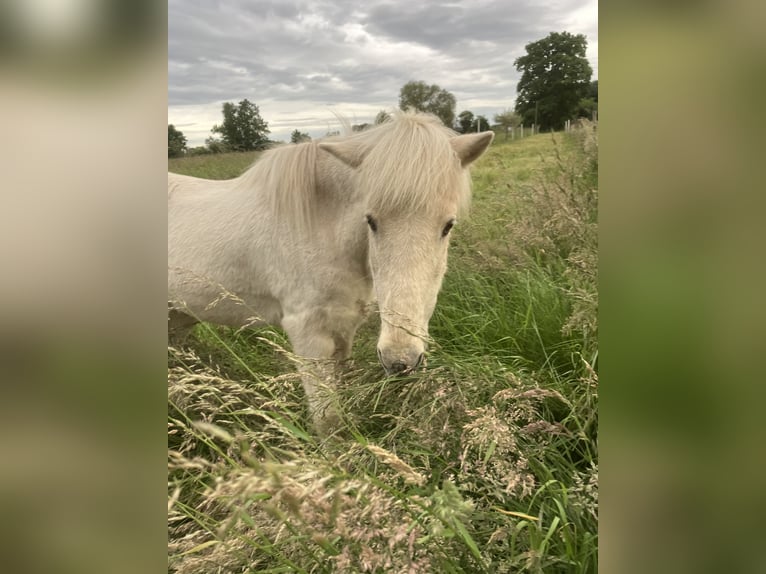 Place d’écurie disponible pour un hongre de taille poney, adapté aux personnes allergiques